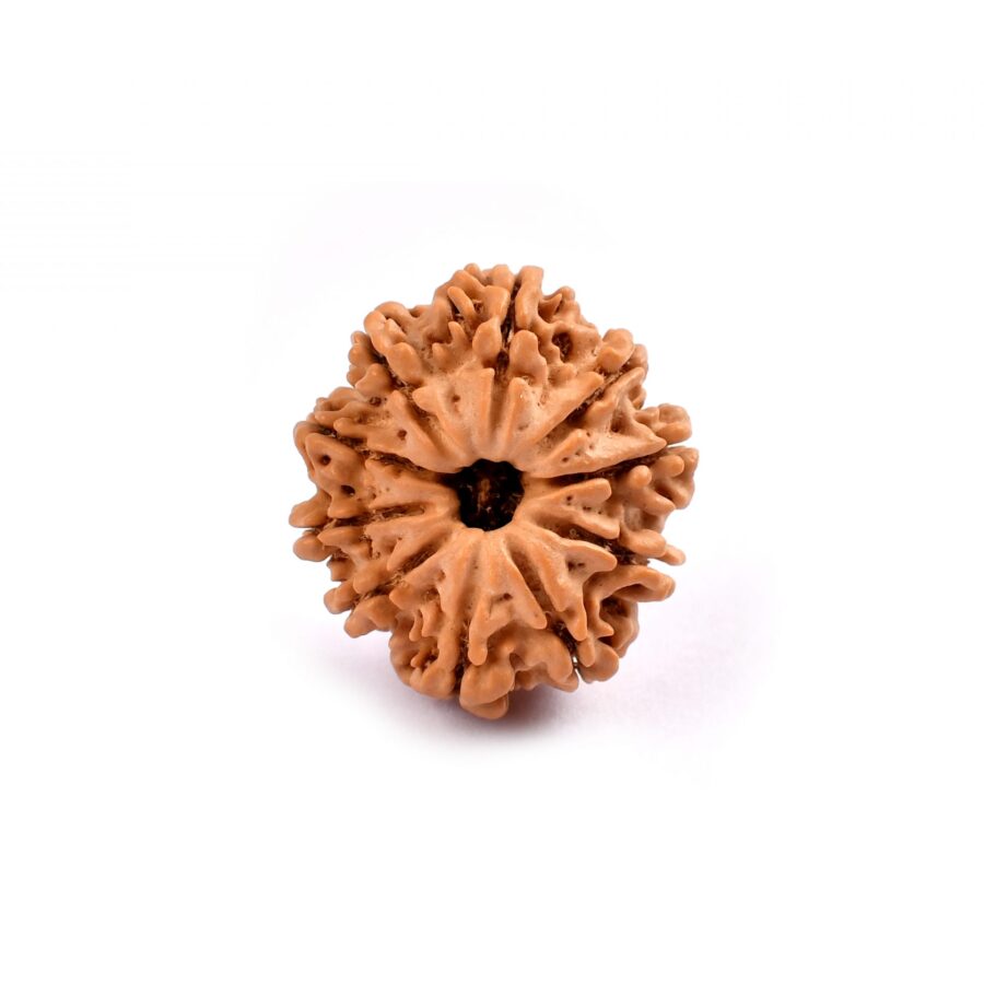 Ten Mukhi Rudraksha