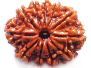 Eleven Mukhi Nepali Rudraksha