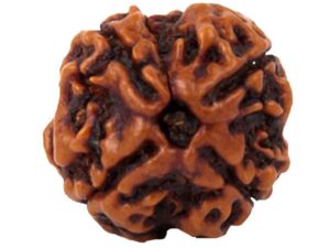Four Mukhi Rudraksha