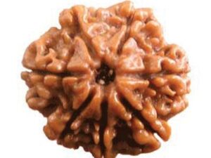 Seven Mukhi Rudraksha