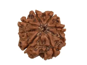 Eight Mukhi Nepali Rudraksha