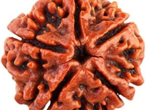 Five Mukhi Rudraksha