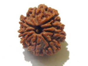 Nine Mukhi Rudraksha