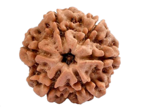 Six Mukhi Rudraksha