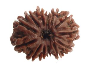 Thirteen Mukhi Nepali Rudraksha