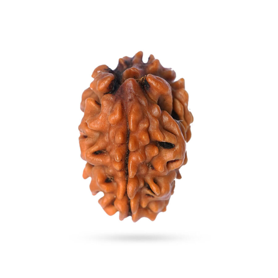 Two Mukhi Nepali Rudraksha
